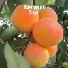 Комплект 5шт / Абрикос Крымский Амур: фото и описание