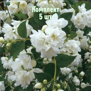 Комплект 5шт / Чубушник (жасмин садовый) Горностаева Мантия