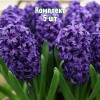 Комплект 5шт / Гиацинт Атлантик: фото и описание