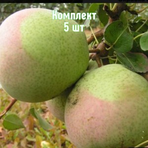 Комплект 5шт / Груша Десертная россошанская