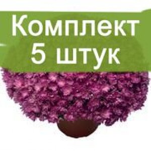 Комплект 5шт / Хризантема Джаклин пинк (Мультифлора/Сиреневая) (Предзаказ)