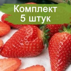 Комплект 5шт / Клубника Королева Элиза (Не ремонтантная/Ранняя)