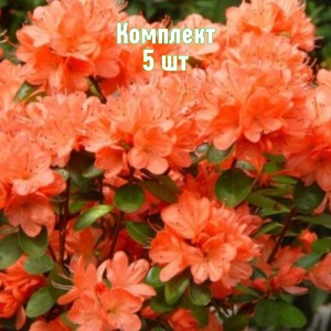 Комплект 5шт / Рододендрон Гибралтар