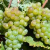 Комплект 5шт / Виноград Верментино: фото и описание