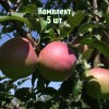 Комплект 5шт / Яблоня Сергиана: фото и описание
