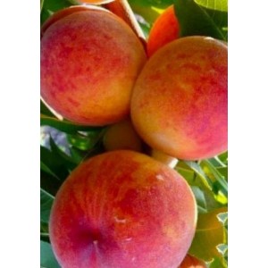 Персик Клокред