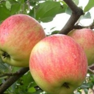 Яблоня Зимний Шафран